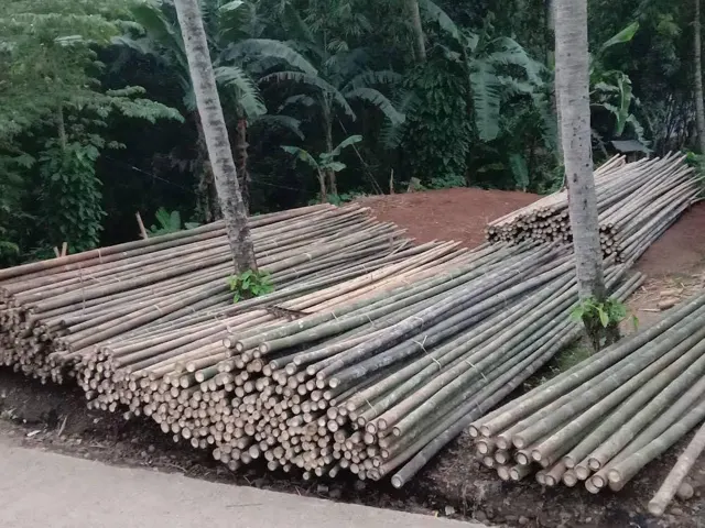 Stok bambu berbagai ukuran
